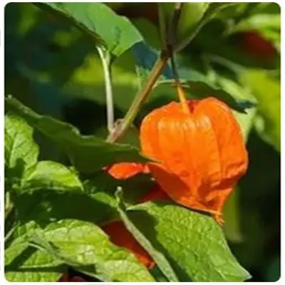 product-1-1 Ashwagandha raw materials map